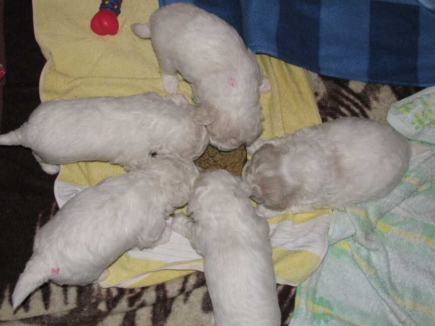 dog info